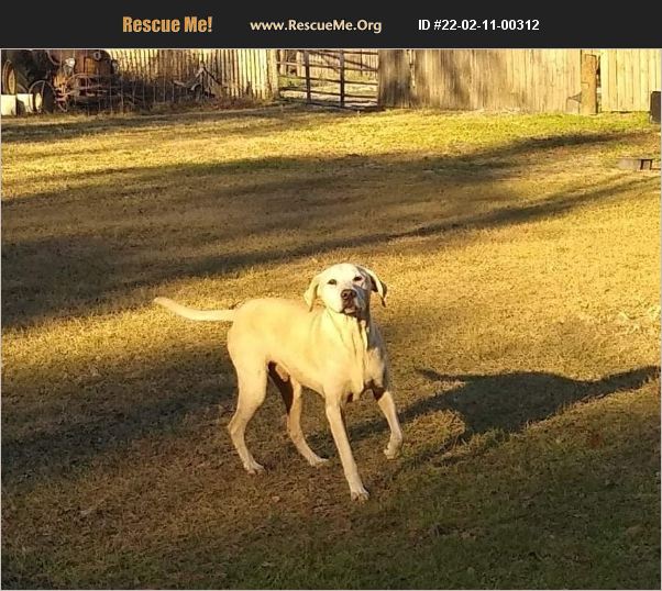 ADOPT 22021100312 Lab Rescue Jacksonville, FL