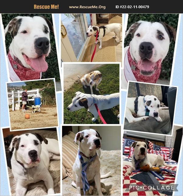 ADOPT 22021100479 American Bulldog Rescue Riverside County, CA