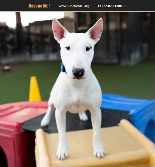 ADOPT 22021100498 Bull Terrier Rescue Houston, TX