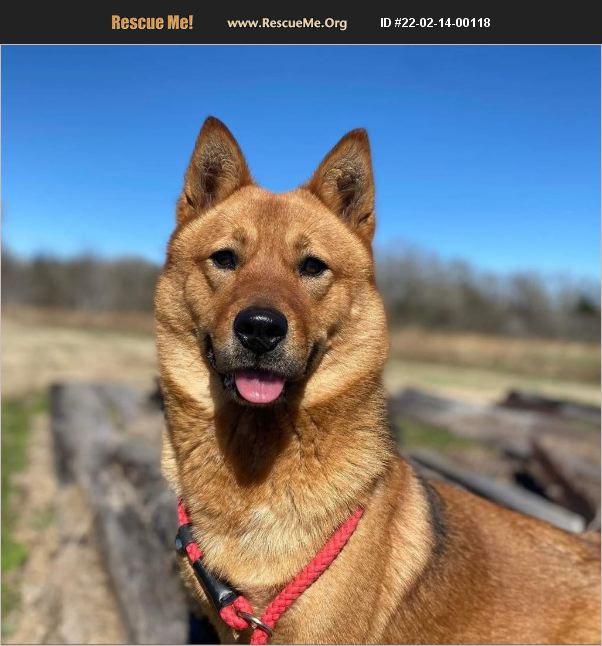 ADOPT 22021400118 Shiba Inu Rescue Dripping Springs, TX