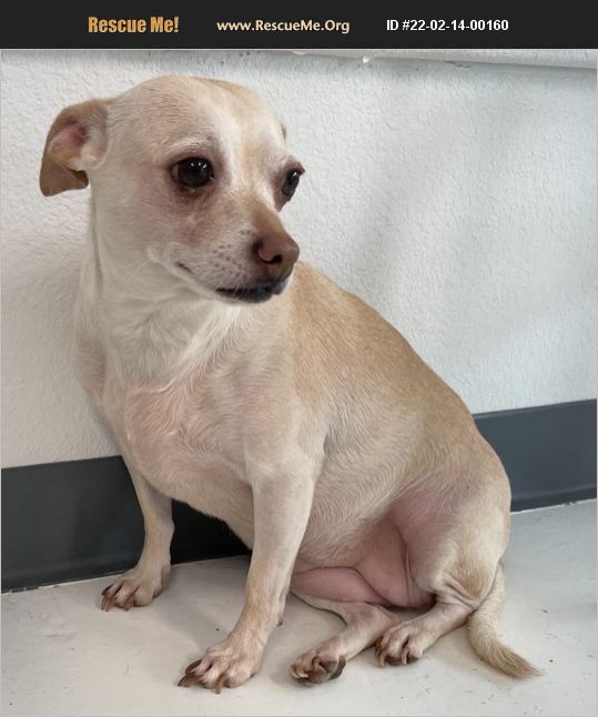 Adopt 22021400160 ~ Chihuahua Rescue ~ Phoenix Az