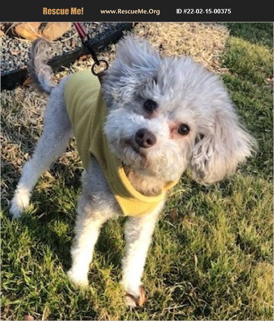 ADOPT 22021500375 ~ Poodle Rescue ~ Dallas, TX