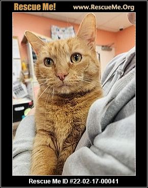 - New Jersey Cat Rescue - ADOPTIONS - Rescue Me!