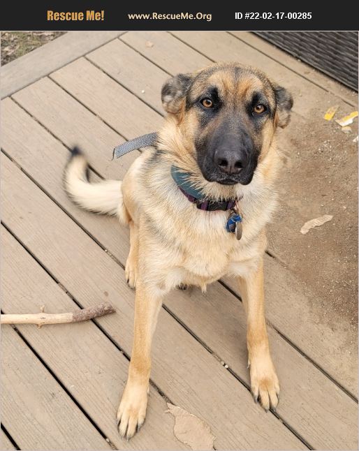 ADOPT 22021700285 ~ German Shepherd Rescue ~ Spokane Valley, WA