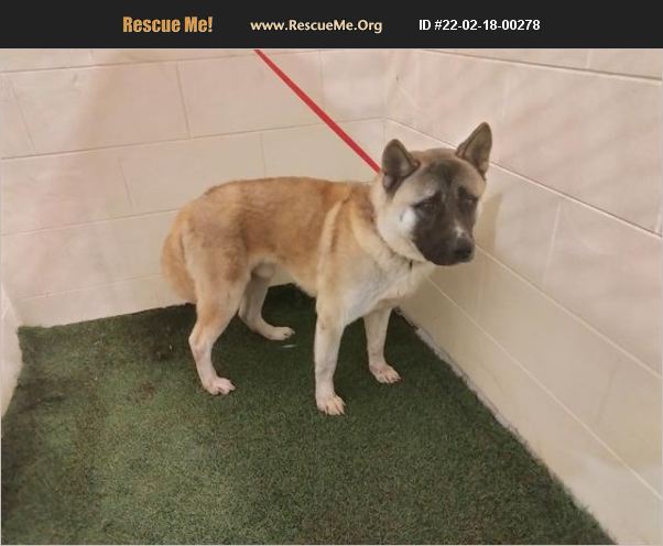 ADOPT 22021800278 ~ Akita Rescue ~ Florida