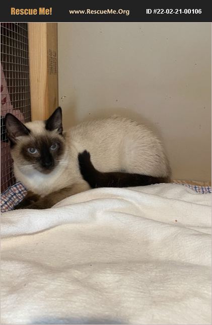 ADOPT 22022100106 ~ Siamese Rescue ~ Bradenton, FL