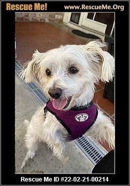 - California Westie Rescue - ADOPTIONS - Rescue Me!