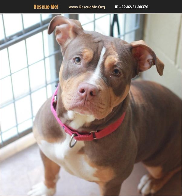 ADOPT 22022100370 American Staffordshire Terrier Rescue Dripping