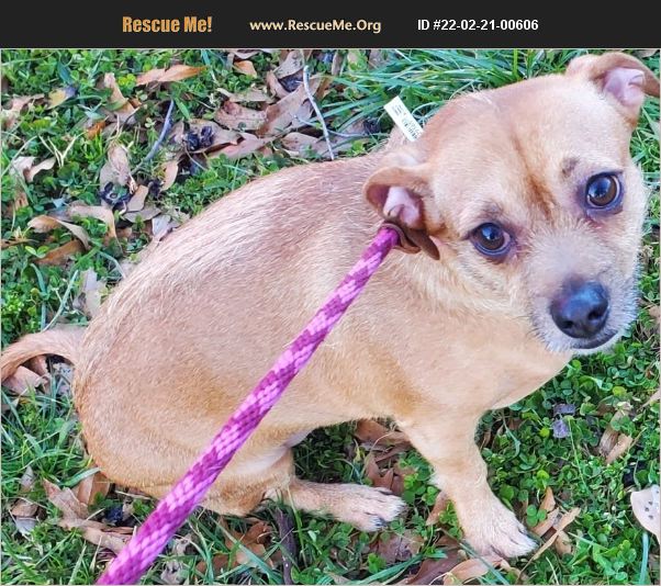 ADOPT 22022100606 Chihuahua Rescue Lebanon, CT