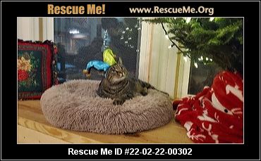 CAT RESCUE CAMBRIDGE OHIO visual data 7