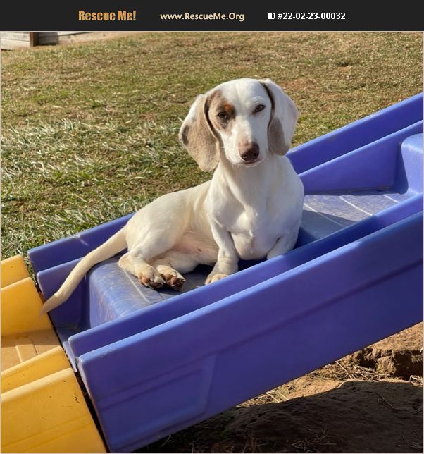 ADOPT 22022300032 Dachshund Rescue York, PA