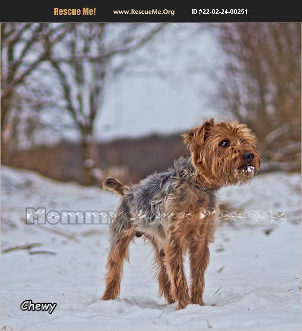 ADOPT 22022400251 Yorkie Rescue Mount Carmel, PA
