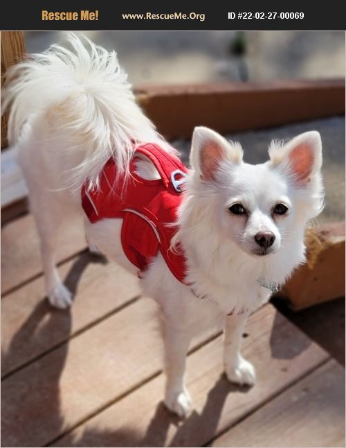 ADOPT 22022700069 Pomeranian Rescue Lebanon, PA