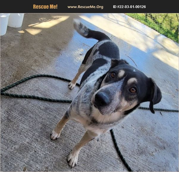 ADOPT 22030100126 Australian Shepherd Rescue Oregon