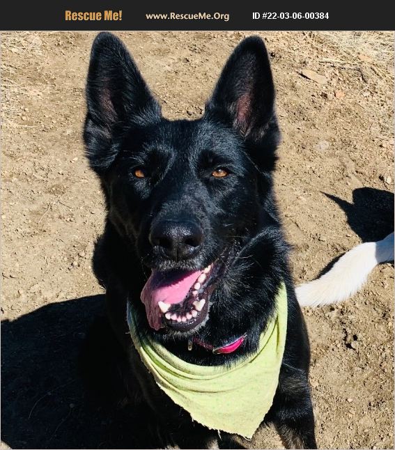 ADOPT 22030600384 German Shepherd Rescue Colorado Springs, CO