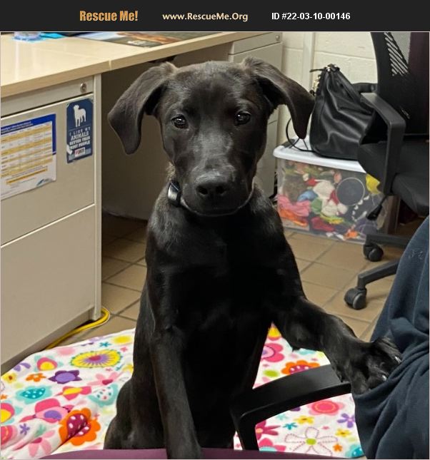 ADOPT 22031000146 Lab Rescue Battle Creek, MI