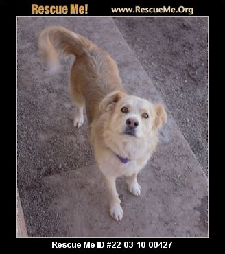 New Mexico Dog Rescue Adoptions Rescue Me