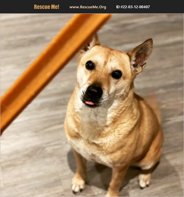 ADOPT 22031200407 Jindo Rescue YORK, PA