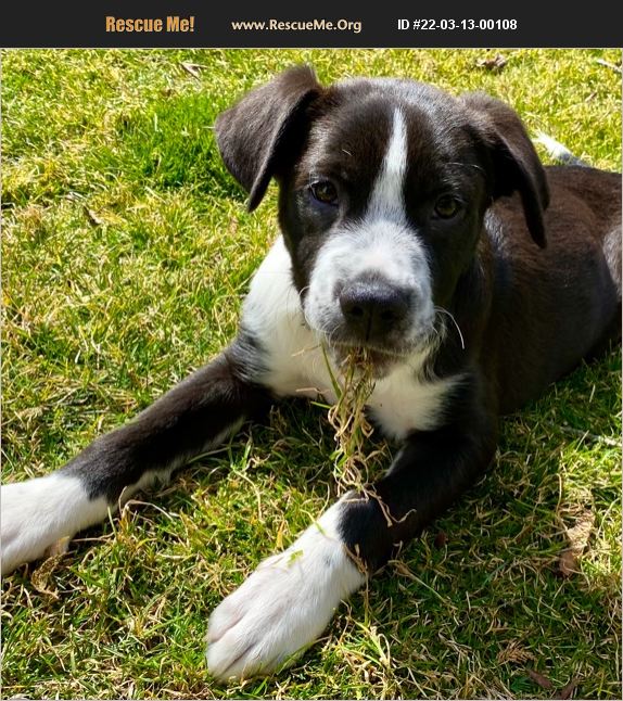 ADOPT 22031300108 Lab Rescue Long Island, NY