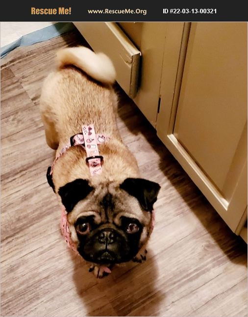 ADOPT 22031300321 Pug Rescue Peninsula, OH