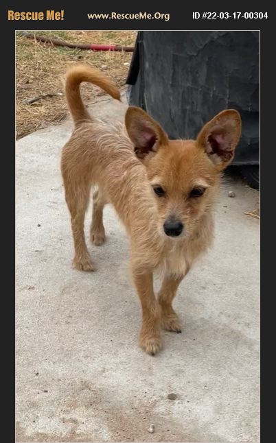 ADOPT 22031700304 ~ Norfolk Terrier Rescue ~ San Antonio, TX