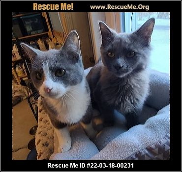CAT RESCUE CAMBRIDGE OHIO visual data 3