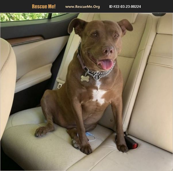 ADOPT 22032300224 Staffordshire Bull Terrier Rescue Philozoia