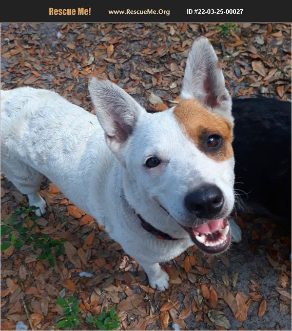 ADOPT 22032500027 ~ Australian Cattle Dog Rescue ~ Dade City, FL