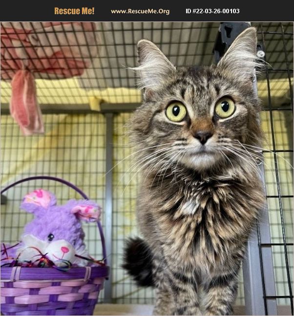 ADOPT 22032600103 Maine Coon Rescue Sebring, FL