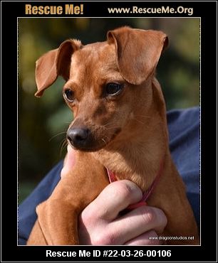 miniature pinscher rescue near me