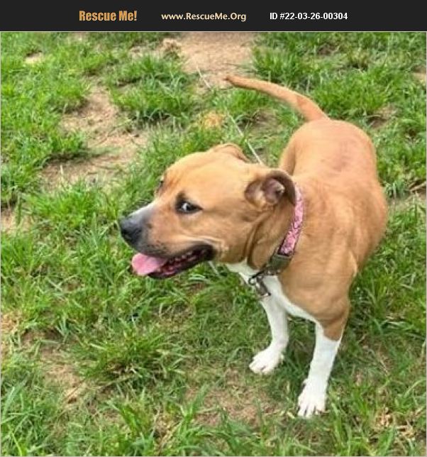 ADOPT 22032600304 Pit Bull Rescue Somerset, KY