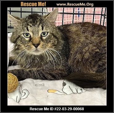 - Florida Maine Coon Rescue - ADOPTIONS - Rescue Me!