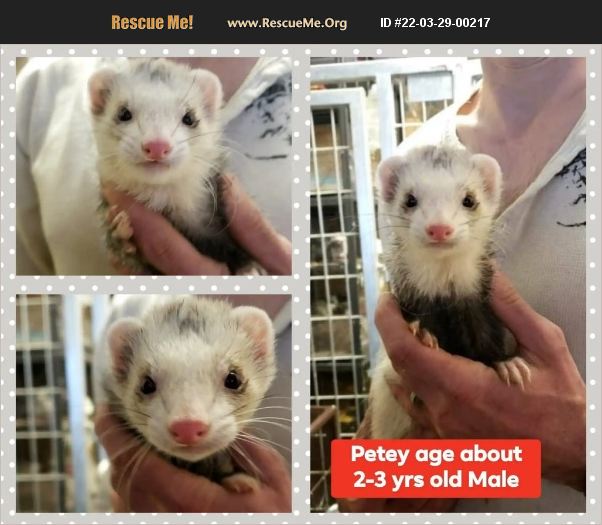 ADOPT 22032900217 Small Mammal Rescue Minot, ND