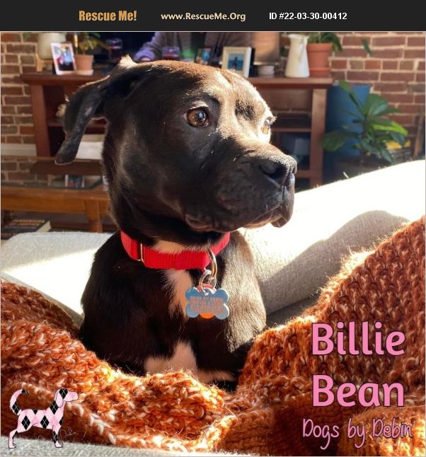 ADOPT 22033000412 Boxer Rescue Kansas City, MO