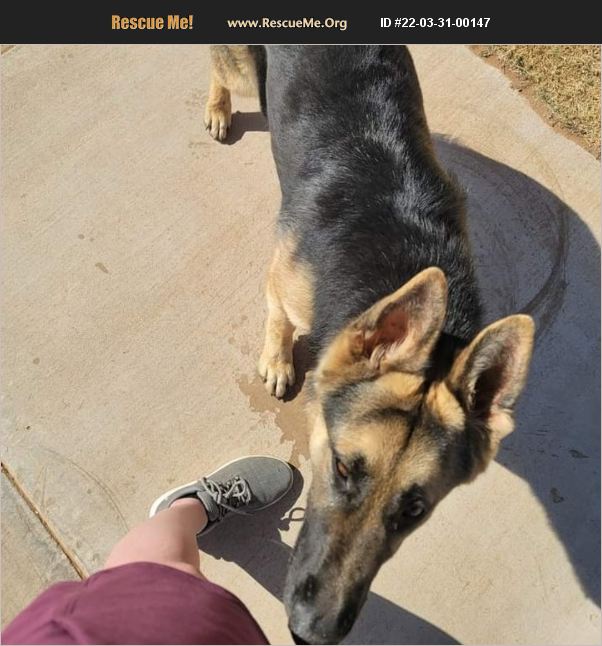 ADOPT 22033100147 German Shepherd Rescue Lubbock, TX