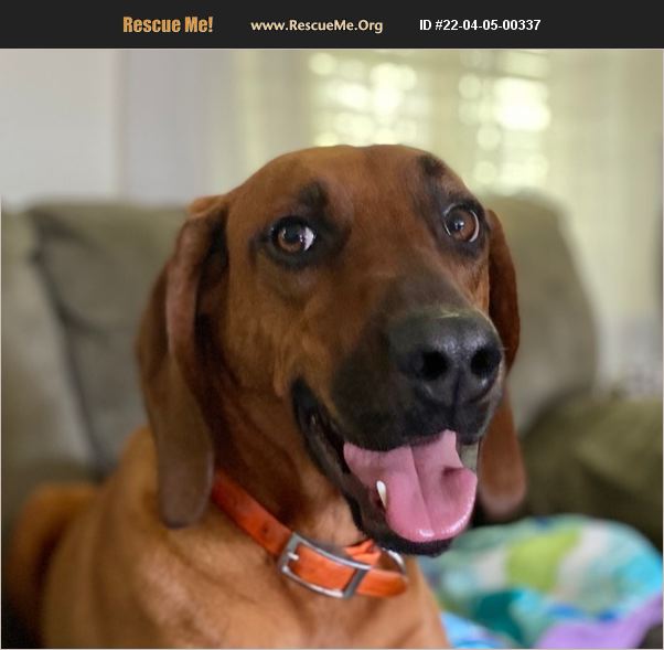 ADOPT 22040500337 Redbone Coonhound Rescue Clifton, VA