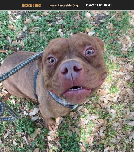 ADOPT 22040500361 Pit Bull Rescue Benton, PA