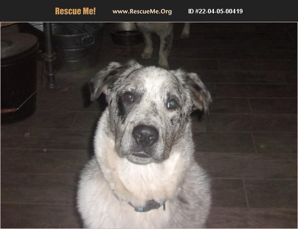 adopt-22040500419-australian-shepherd-rescue-payson-az