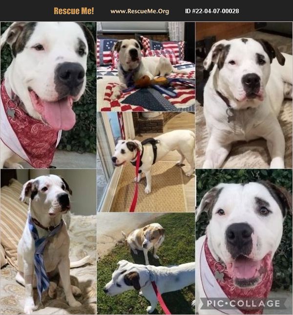 ADOPT 22040700028 American Bulldog Rescue Riverside County, CA