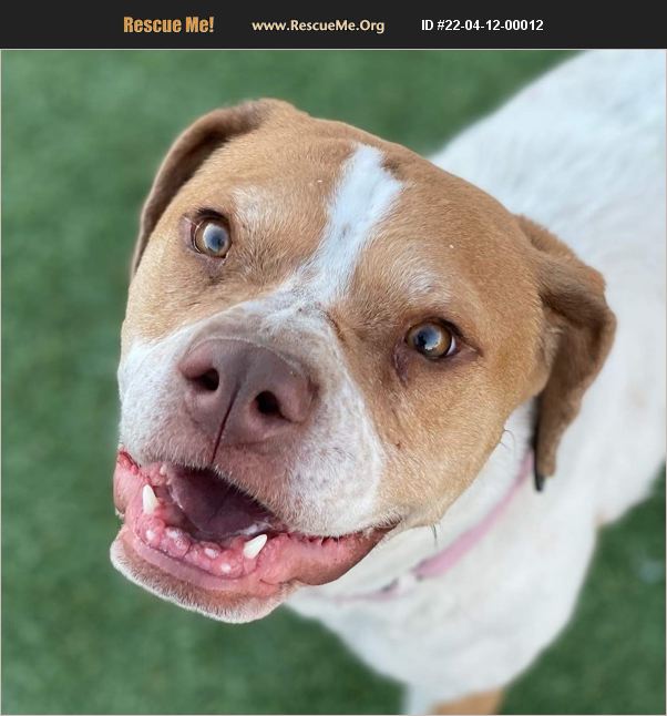 adopt-22041200012-boxer-rescue-chandler-az