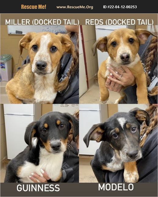 ADOPT 22041200253 Australian Cattle Dog Rescue Battle Creek, MI