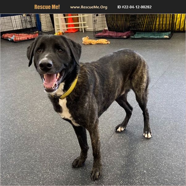ADOPT 22041200282 Lab Rescue Battle Creek, MI