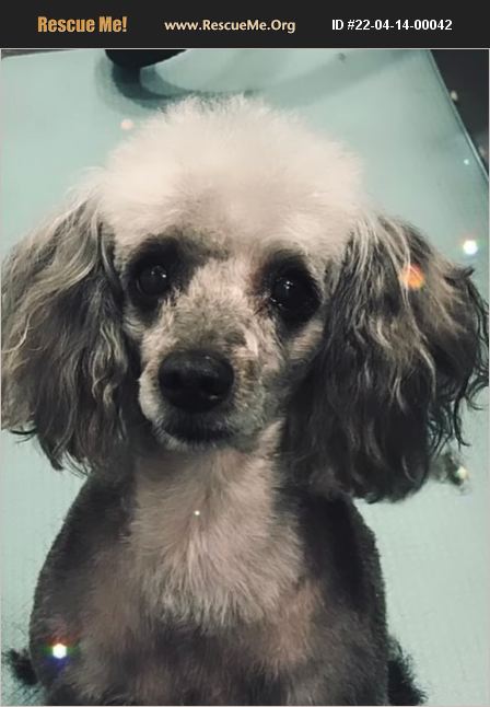 ADOPT 22041400042 ~ Poodle Rescue ~ Aiken, SC