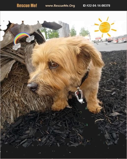 ADOPT 22041400378 Yorkie Rescue manhattan beach, CA