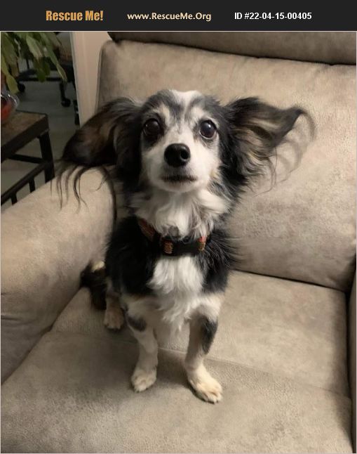 ADOPT 22041500405 Papillon Rescue Marana, AZ