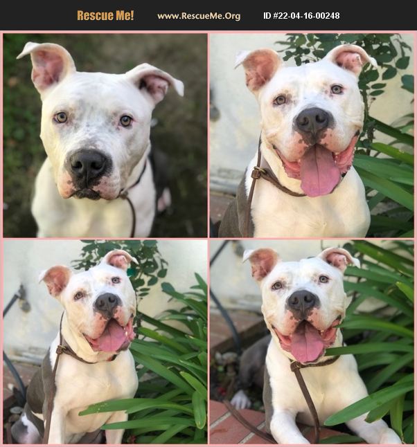 ADOPT 22041600248 American Bulldog Rescue Van Nuys, CA