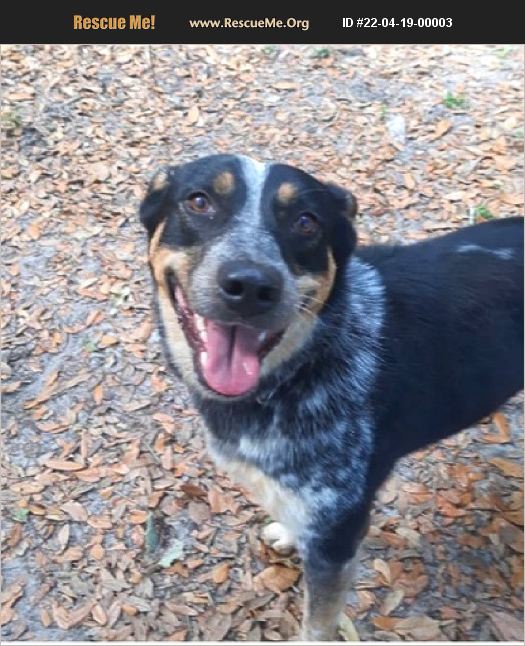 ADOPT 22041900003 ~ Australian Cattle Dog Rescue ~ Dade City, FL