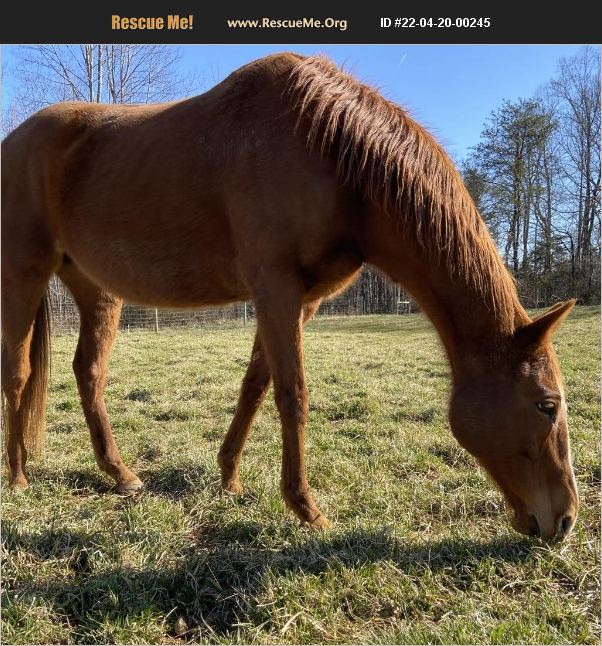 ADOPT 22042000245 Horse Rescue Stokesdale, NC