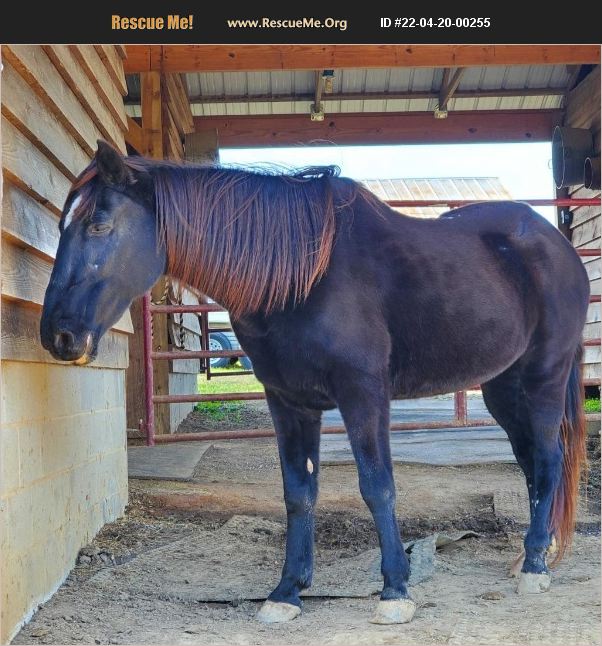 ADOPT 22042000255 Horse Rescue Stokesdale, NC