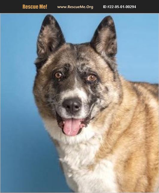 ADOPT 22050100294 ~ Akita Rescue ~ Phoenix, AZ